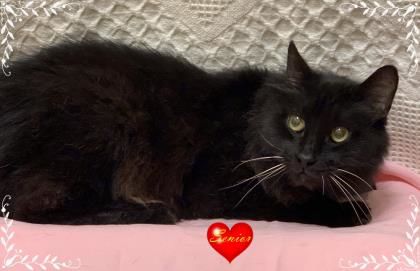 Shadow the Cat